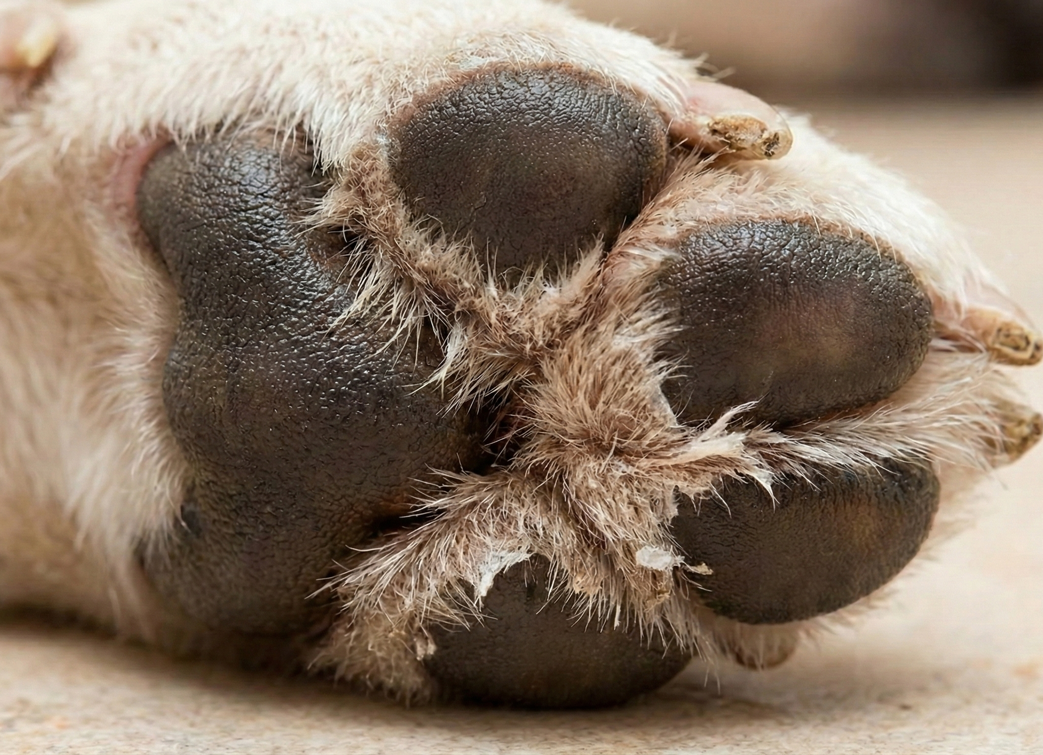 Max - Golden Retriever après 7 jours avec Pattoune - Pattes douces et hydratées